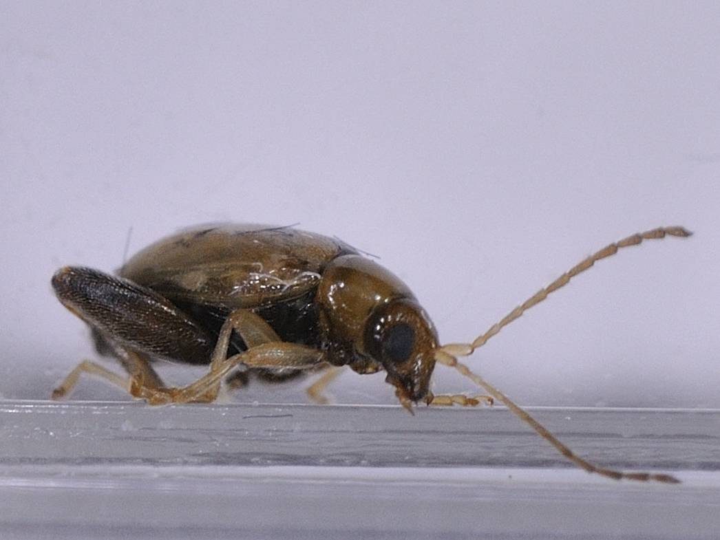 ID Coleottero: Longitarsus cf melanocephalus